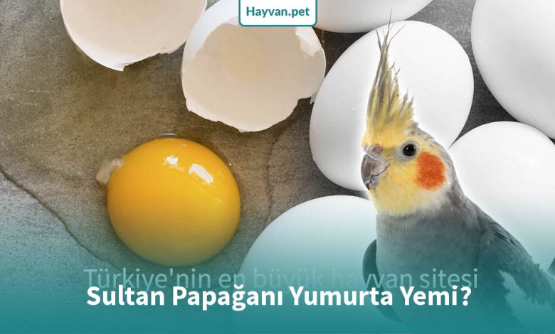 Sultan Papağanına Yumurta Verilir Mi?