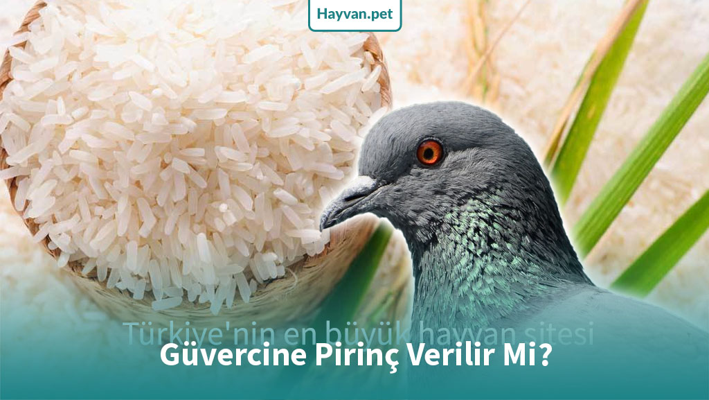 Güvercine Pirinç Verilir Mi?