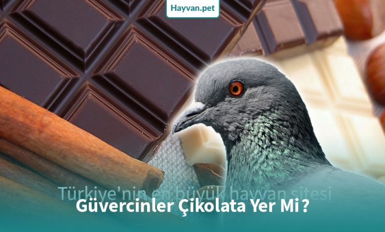 Güvercinler Çikolata Yer Mi