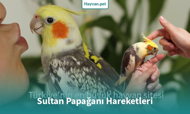 13 Farklı Sultan Papağanı Hareketleri Türü!