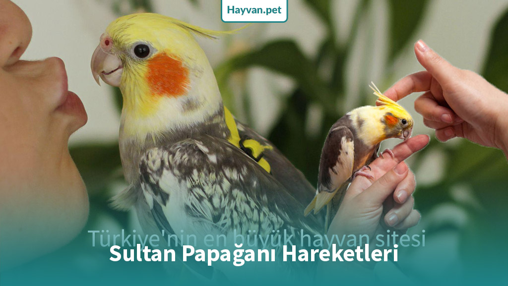 13 Farklı Sultan Papağanı Hareketleri Türü!