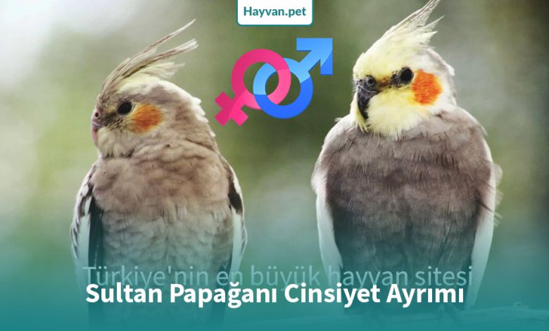 Sultan Papağanı Cinsiyet Ayrımı! [Erkek ve Dişi Arasındaki 9 Fark]