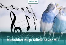 Muhabbet Kuşu Müzik Sever Mi?