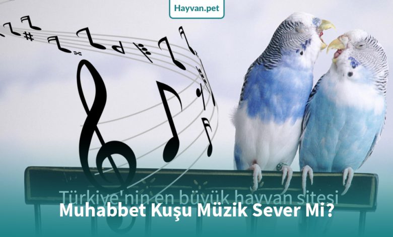 Muhabbet Kuşu Müzik Sever Mi?