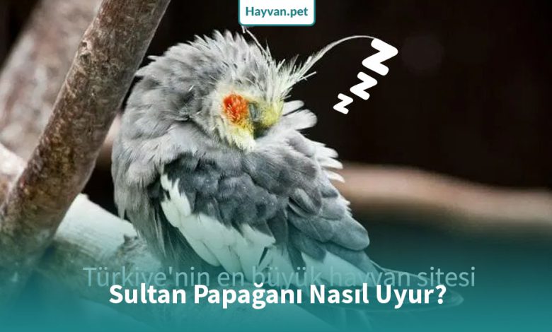 Sultan Papağanı Nasıl Uyur?