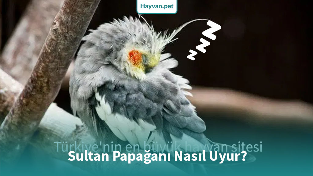 Sultan Papağanı Nasıl Uyur?
