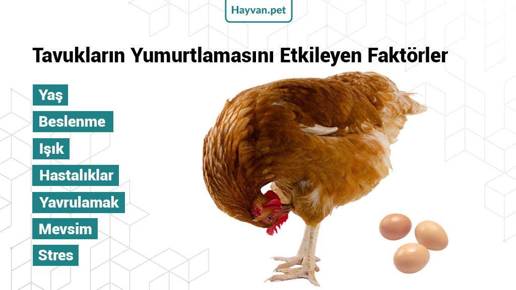 Tavukların Yumurtlamasını Etkileyen Faktörler