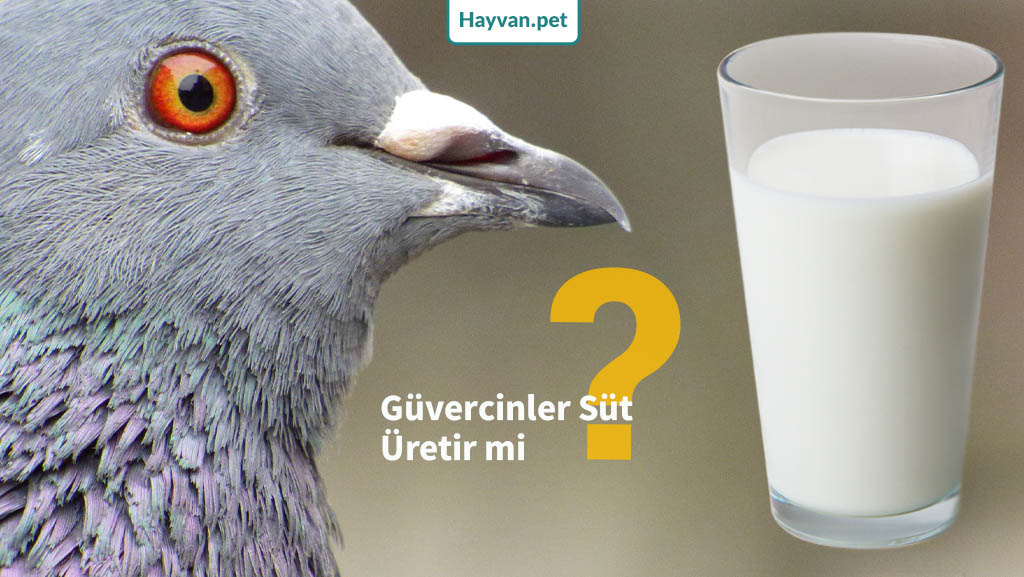 Güvercinler Süt Üretir mi?