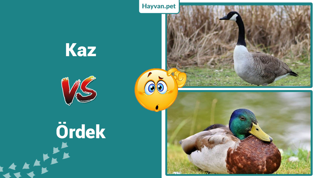 Kazlar vs Ördekler Farklılıklar ve Benzerlikler