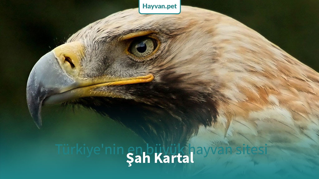 Şah Kartal (Eastern İmperial Eagle) Nedır?