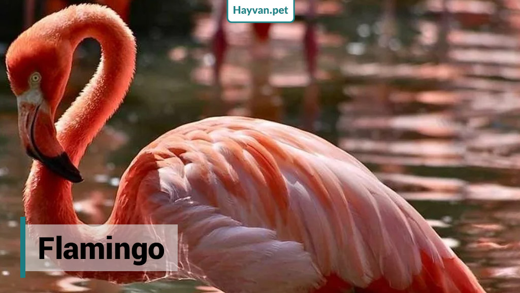 Flamingo nedır?