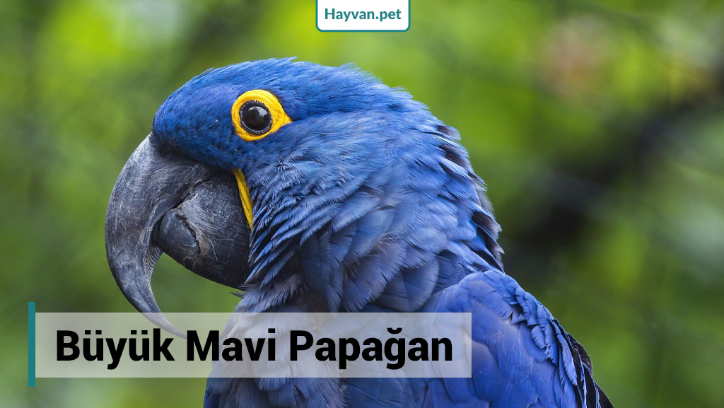 Büyük Mavi Papağan Hyacinth Macaw nedır?