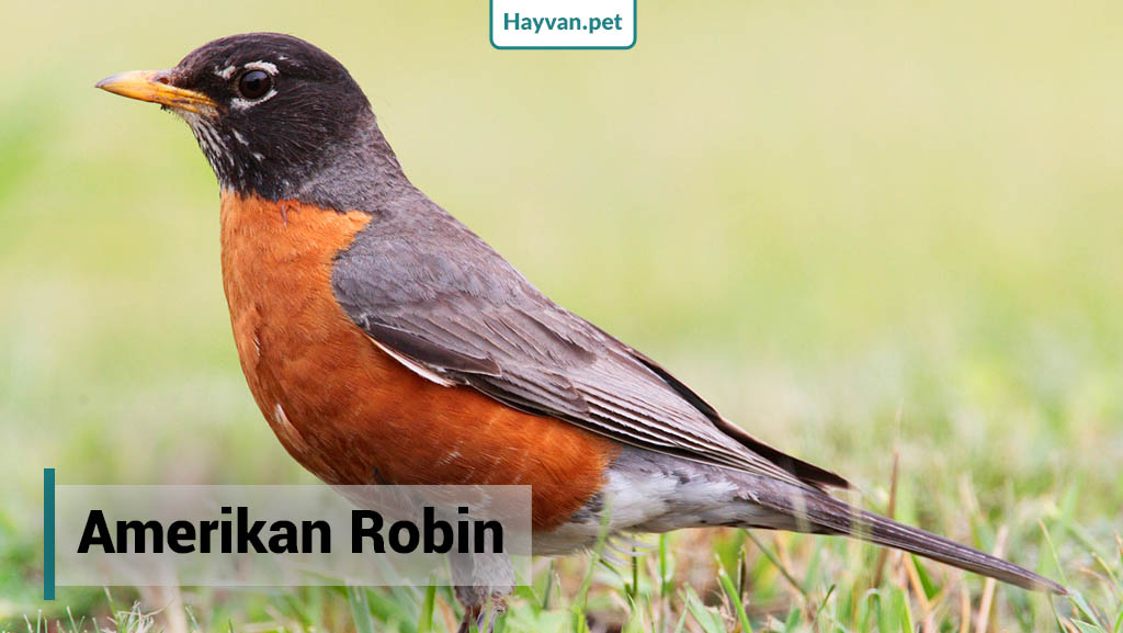Amerikan Robin nedır?