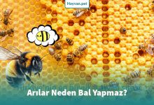 Arılar Neden Bal Yapmaz?